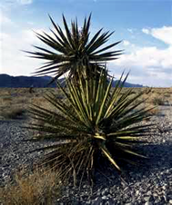 image011.png